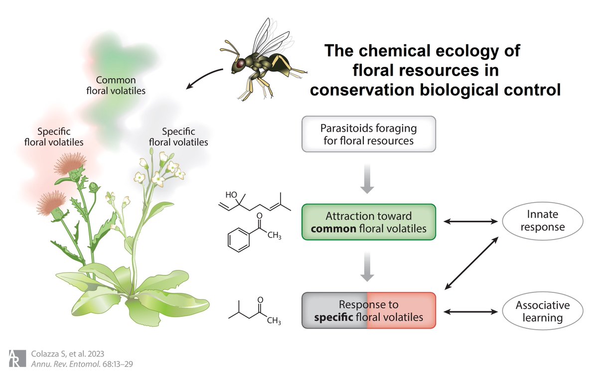PestinfoW's tweet image. Nectar from flowers is one of the resources #parasitoids need and is a key component in conservation #BiologicalControl of #pests aiming at an improved agricultural environment - review by Stefano Colazza and others like @__Antonio__ - doi.org/10.1146/annure…