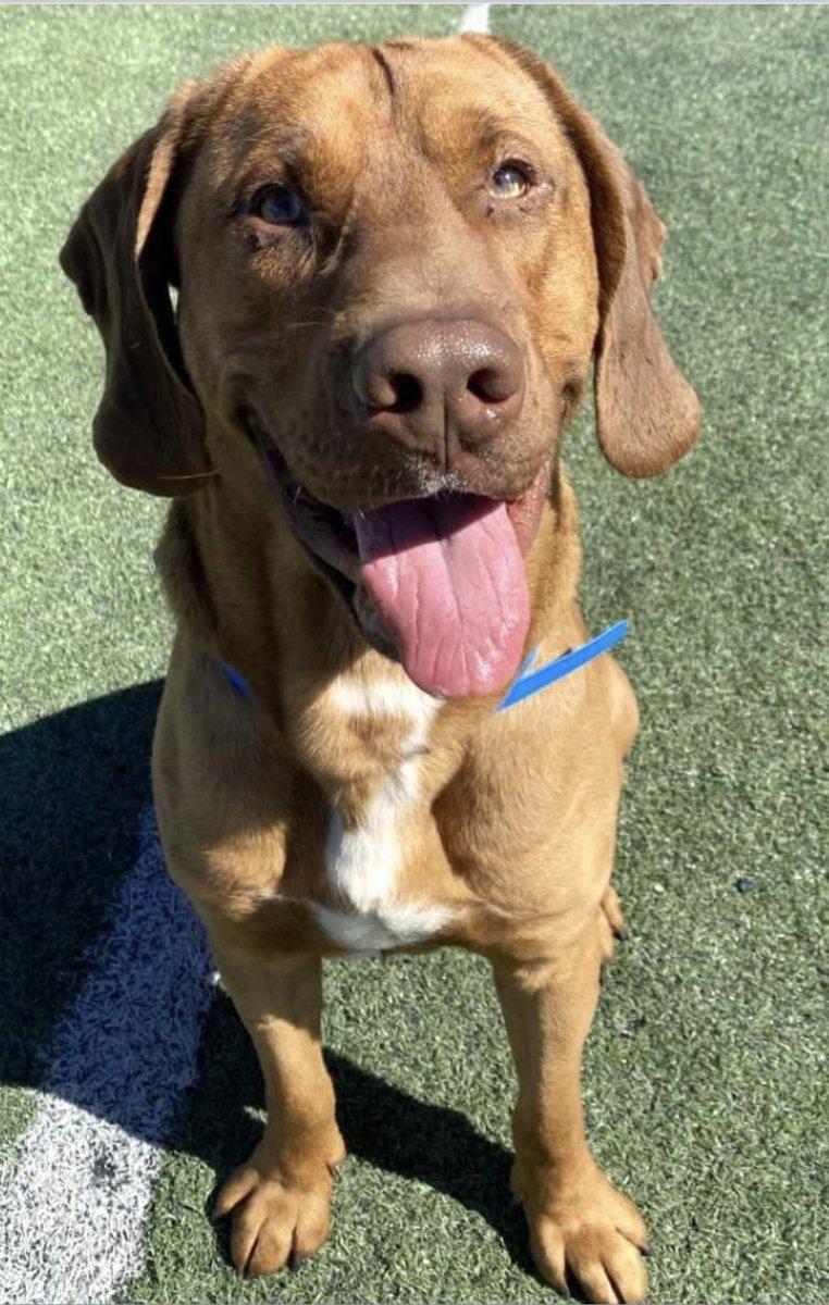reddogsusie's tweet photo. #TN #MEMPHIS
🆘FINAL PLEA🆘Jonas 2yo HW+ A very beautiful loving boy who is dainty &amp; gentle in playgroup-adores ppl-a perfect pet-overlooked in a packed shelter
💥DIES TUESDAY 3/14 Urgently needs:🔹Rescue🔹Foster
🔹Pledges or a home-pls help #MASA21334
https://t.co/WxOU6ZSoON https://t.co/YPfLDyx5WC