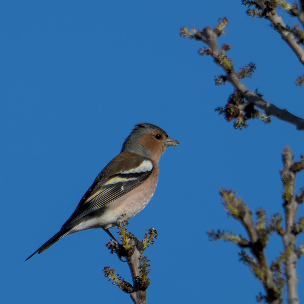 AegonV's tweet photo. Pinsà | Pinzón Común
#Fringilla_coelebs #Pinsà #PinzónComún #CommonChaffinch
#Nikon #amateurphotography #birding #birdingphotography
#natura #nature #naturaleza #Birds #Ocells #Aves #tamron #birdingcatalunya https://t.co/eNso8vNnoV