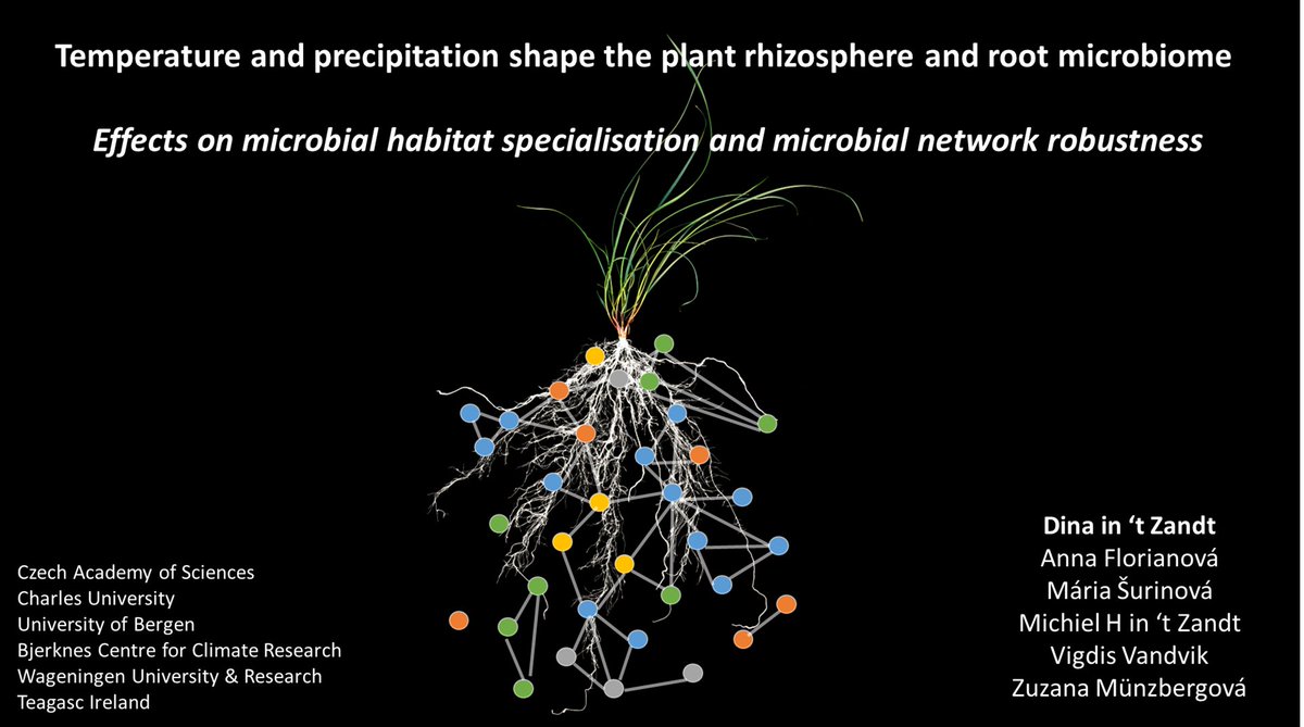 How does temperature and precipitation shape plant rhizosphere and root microbial communities? How does this affect microbial network robustness? Find out tomorrow in the Above-Below Interactions Session 1 at 12:00-12:15! #GSB2023 @theGSBI