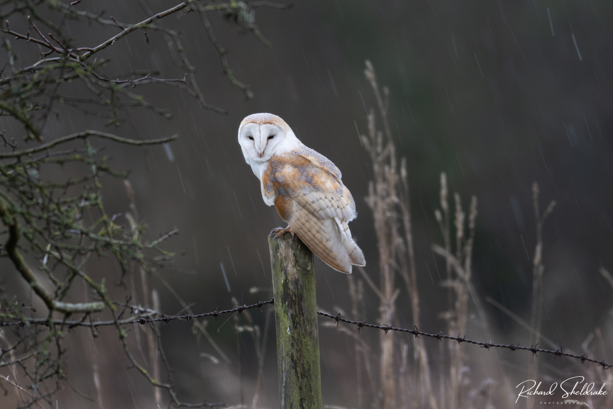 Barn Owl in the rain - it really didn't like it and headed off for shelter shortly afterwards
#fsprintmonday #wexmondays #sharemondays2022 #appicoftheweek