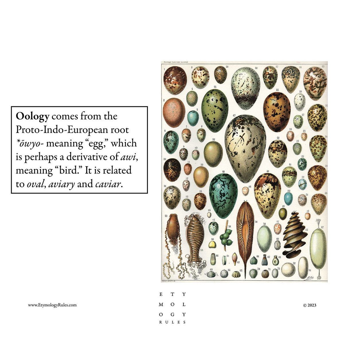 EtymologyRules's tweet photo. #etymologyrules #etymology #ologies #oology https://t.co/2H6wVEXwci