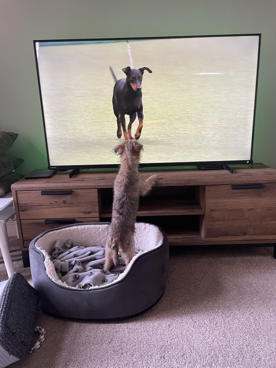 Excited for the Terriers at <a href="/Crufts/">Crufts</a>