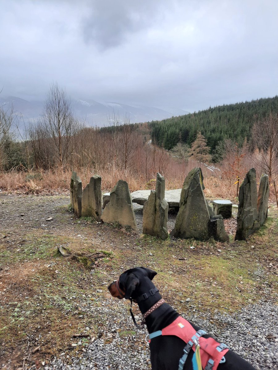 NotBadForHerAge's tweet image. Nothing beats a good run along forest trails 😀 It always confuses people if they see me running with one dog and then later with another ☺️🐕🐕🏃🏻‍♀️ #trailrunning #runningwithdogs #Damson #Dobermann #Fred #dogsoftwitter