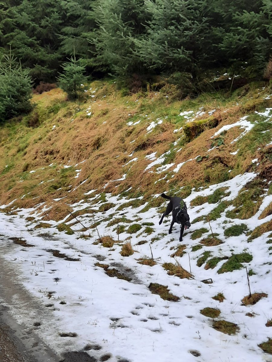 NotBadForHerAge's tweet image. Nothing beats a good run along forest trails 😀 It always confuses people if they see me running with one dog and then later with another ☺️🐕🐕🏃🏻‍♀️ #trailrunning #runningwithdogs #Damson #Dobermann #Fred #dogsoftwitter