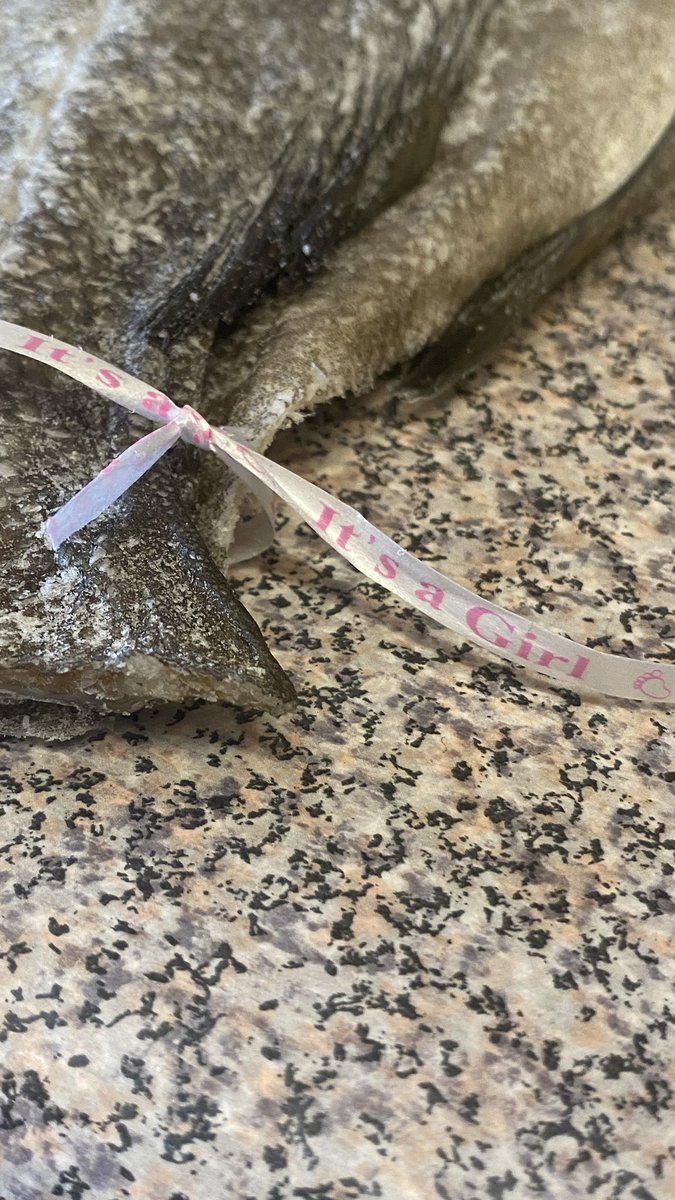 Aparentemente o @Continente_PT agora faz gender reveals em bacalhaus da noruega?