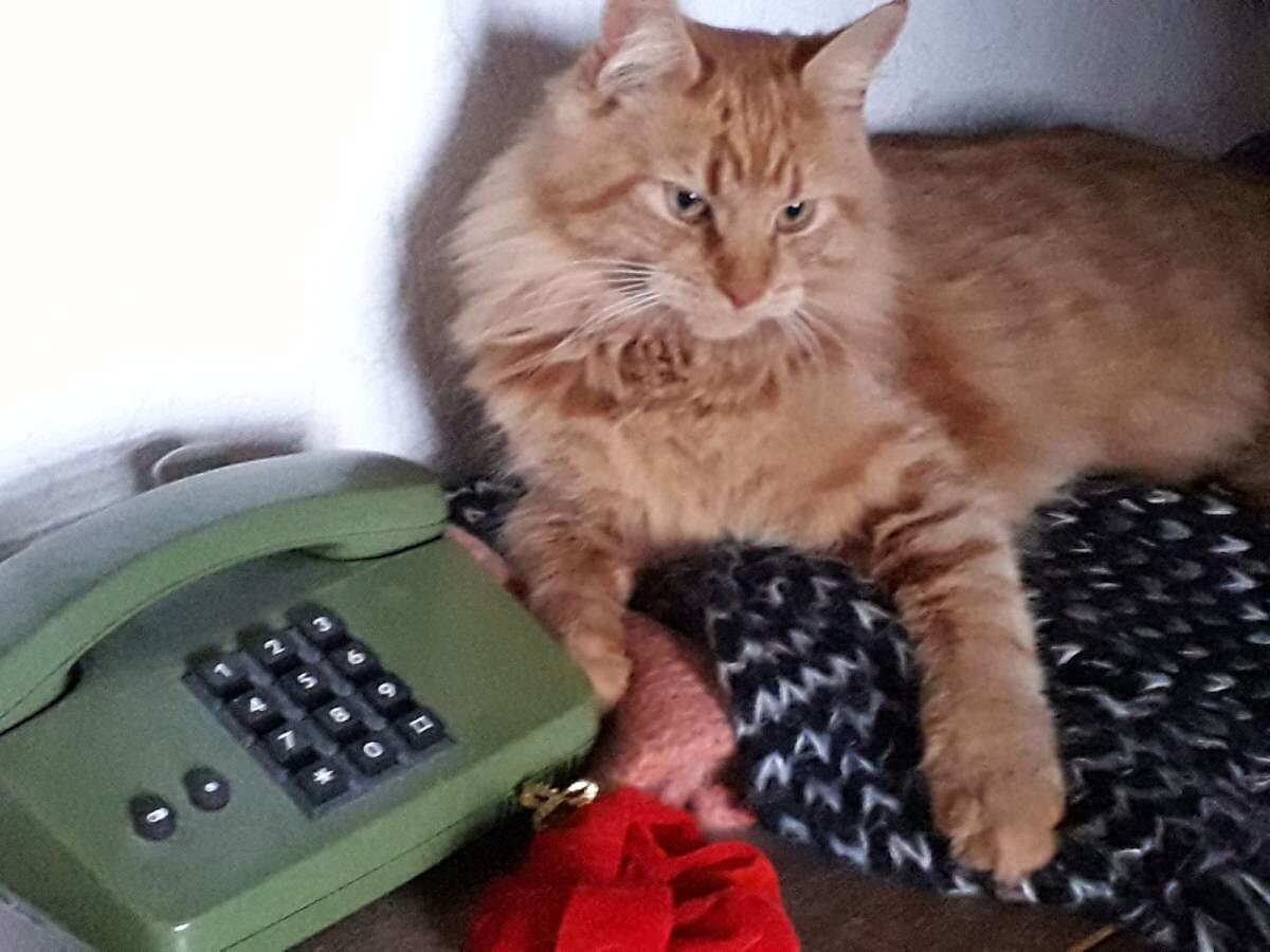 CuteAnimalsPets's tweet photo. Red Maine Coon #Cat is waiting for a call https://t.co/lDX5RwbcDy