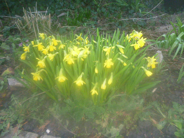Earthfriend21's tweet photo. Erste Frühlingsblüher*innen am Start 😊🌱🌼❣️
#Gartentweet https://t.co/BVLQHswopb