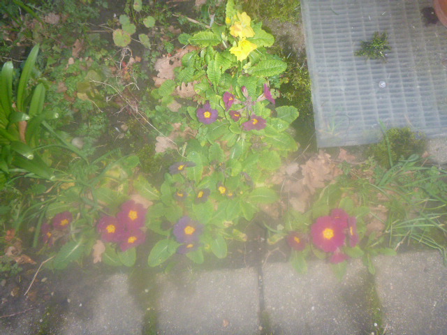 Earthfriend21's tweet photo. Erste Frühlingsblüher*innen am Start 😊🌱🌼❣️
#Gartentweet https://t.co/BVLQHswopb