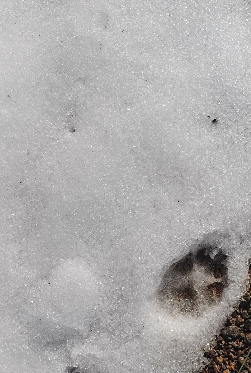 Surfaceblossom's tweet photo. Animal footprints in the snow down a cool enlightening ceaseless path
#animal #footprints #snow #infinite #light #calm #cooling #path🖤 https://t.co/RqCx8dc8vW