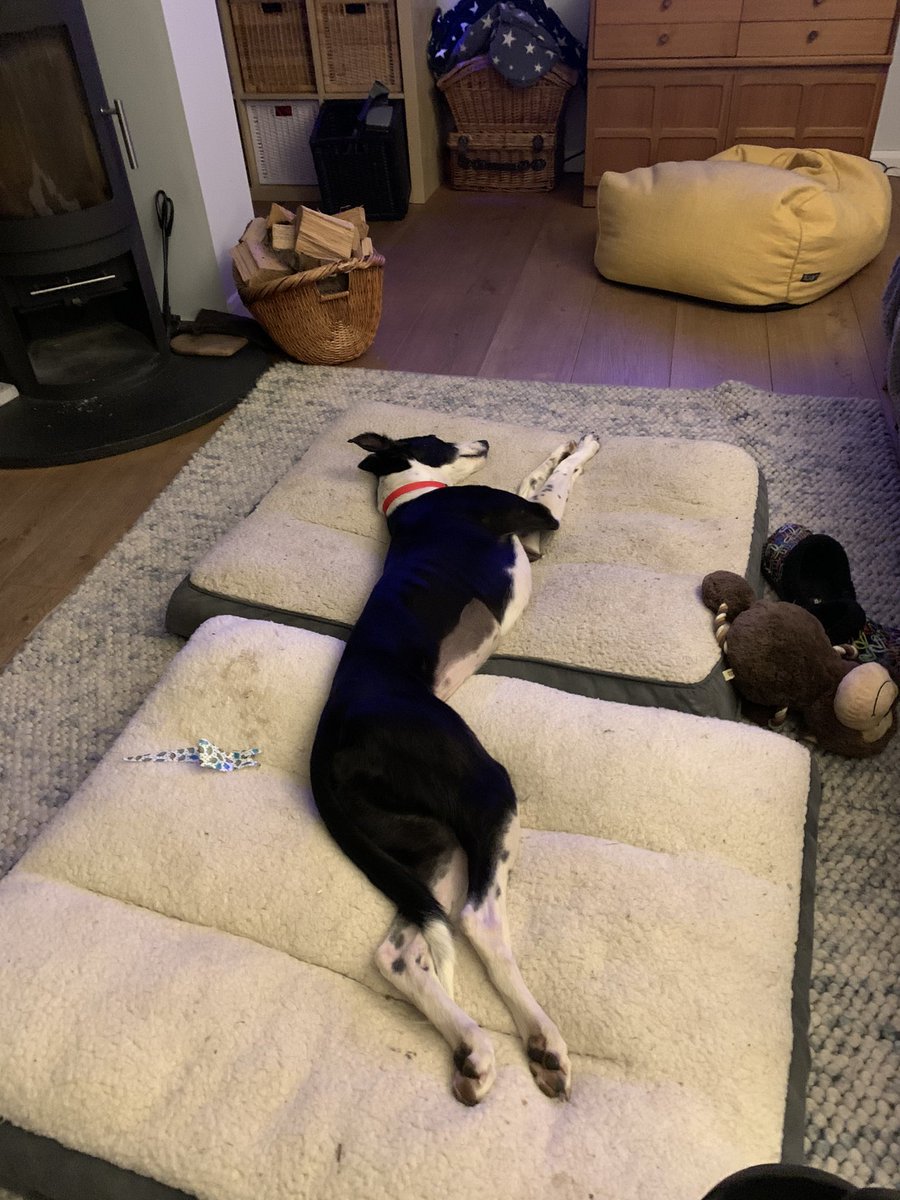 RosieWrinkles's tweet photo. Double bed success https://t.co/2jYXPX7vYA