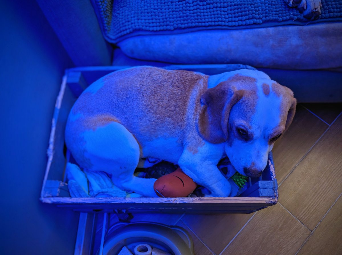 captainprimate's tweet photo. When you've got all the comforts a pup could ask for but you're a #beagle so you pretend that your evil dad makes you sleep in a toy crate.
#dramaKween #BeagleProblems #DoggoSchoolOfDramaticArts https://t.co/xjJLFaDKnf