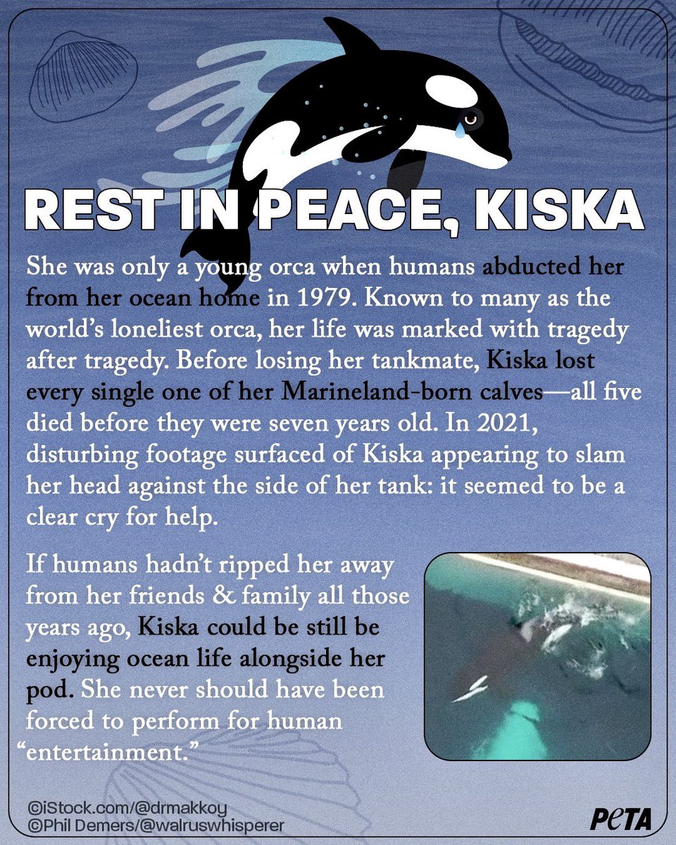 Rest In Peace gentle Kiska 💔

You deserved so much better, Kiska. We won’t stop fighting for orcas like you. @peta

#orca #Kiska #whale #dolphin #sea #marine #mammals #animals #speciesism #vegan #love #empathy #compassion #cruelty #exploitation #torture #abuse #StopAnimalAbuses