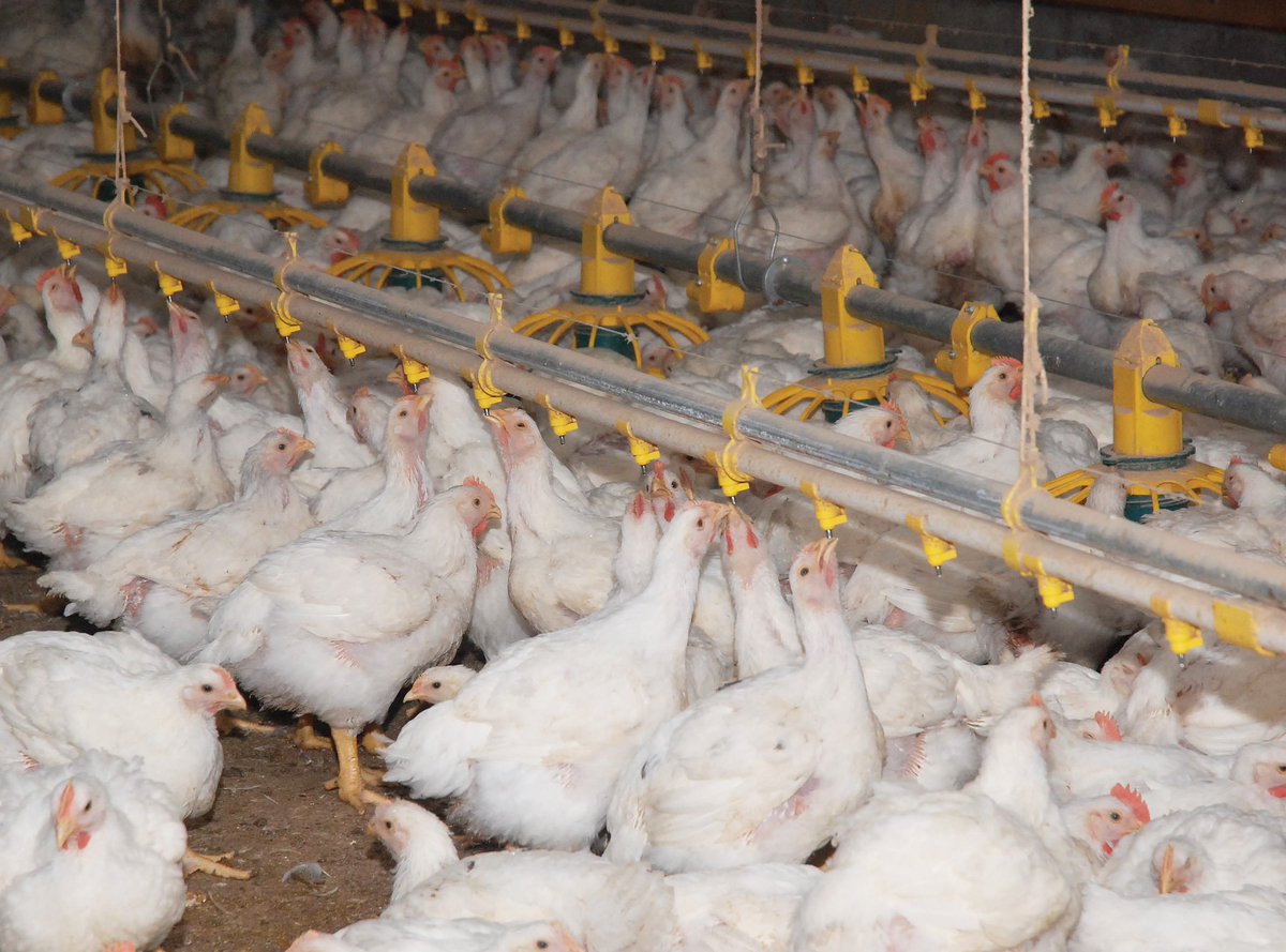 Sangwa Sifa Florence tweet media