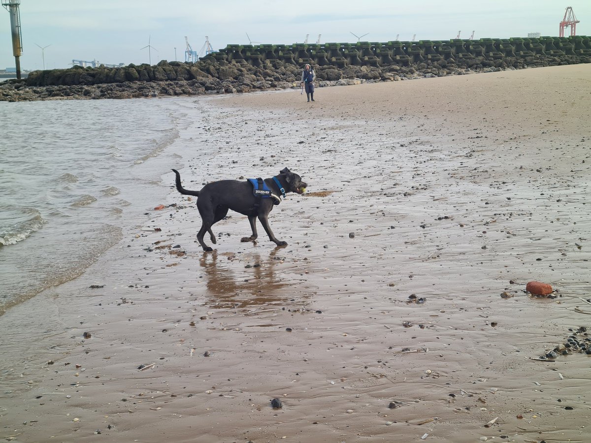 gio_cso's tweet photo. I has had da best Sunday morning at da beach wit my Dads  @scouseleder @ScouseB @DT_Merseyside @DogsTrust https://t.co/8BuzOns6f3