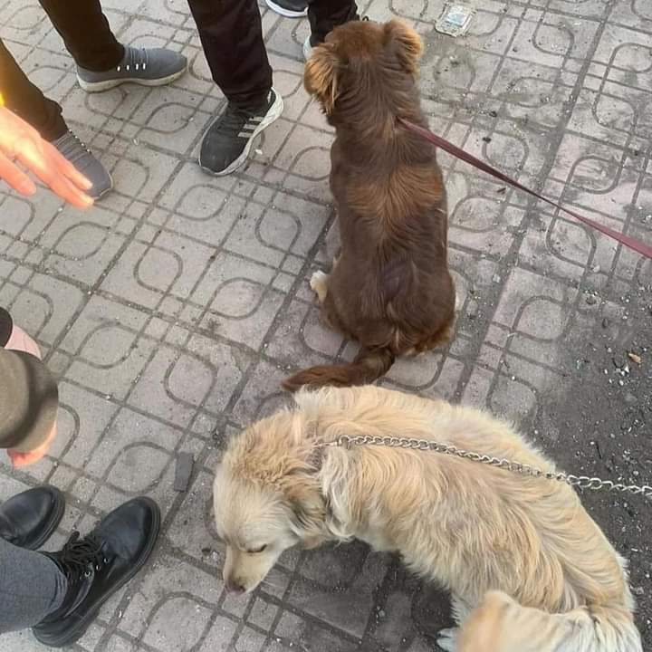 AvGulcinYapici's tweet photo. Bir bu olmamıştı..!!!
Gelen ihbarla Diyarbakır bit pazarında depremzede köpekler demirlere bağlanıp satışa sunulmus. Kayıp köpeği olan gidip ilgilenebilir mi? Bol paylaşım ve şikayet oluşturalım .
@Diyarbakirbaro 
@TC_icisleri 
@diyarbakirdkmp
#Diyarbakırtarimilçe https://t.co/JPsF2tgEJN