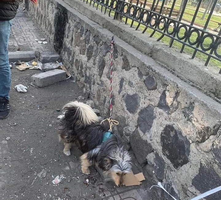 Bir bu olmamıştı..!!!
Gelen ihbarla Diyarbakır bit pazarında depremzede köpekler demirlere bağlanıp satışa sunulmus. Kayıp köpeği olan gidip ilgilenebilir mi? Bol paylaşım ve şikayet oluşturalım .
<a href="/Diyarbakirbaro/">Diyarbakır Barosu</a> 
<a href="/TC_icisleri/">T.C. İçişleri Bakanlığı</a> 
<a href="/diyarbakirdkmp/">Diyarbakır DKMP</a>
#Diyarbakırtarimilçe