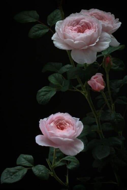 Mutlu Pazarlar.. Happy Sunday

@ Cihing Yang Tung