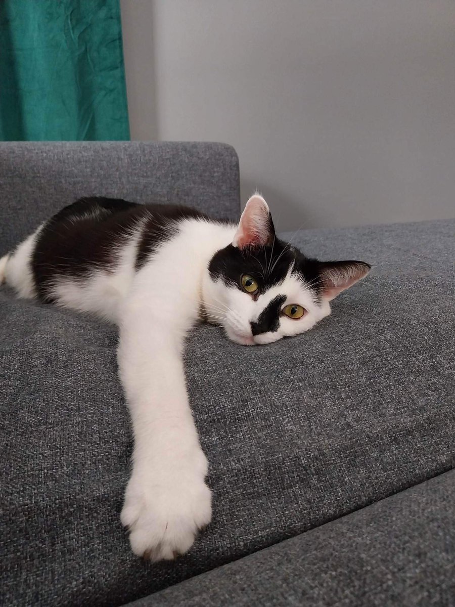 Minął rok od skończenia kuracji.  Bubuś ma się świetnie. Jeszcze raz dziękuje wszystkim za pomoc w tym trudnym dla mnie okresie.