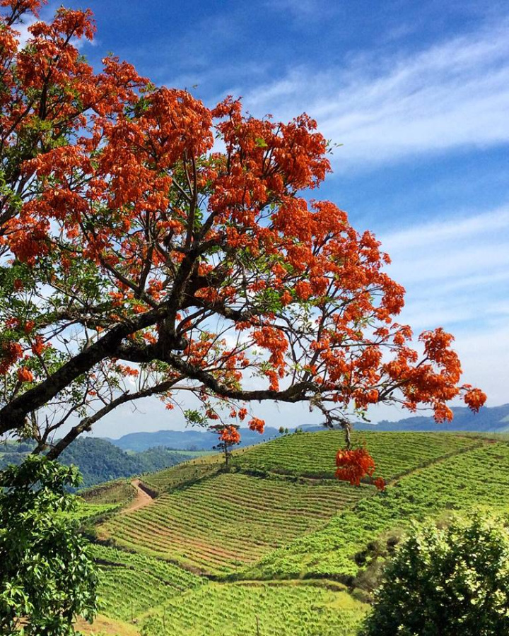 Turismo_Bento's tweet photo. Ahhhh nada como admirar nossas lindas paisagens...💓🌸
Foto: @cjaquedm
👉 #BentoPuraInspiraçao #TurismoBento #cittadelvino #valedosvinhedos #caminhosdepedra #encantosdeeulalia #valedasantas #cantinashistoricas #bentoemvindima #VisiteBento #Bentolovers #CurtaBento #SerraGaucha https://t.co/F61EqmwKvP