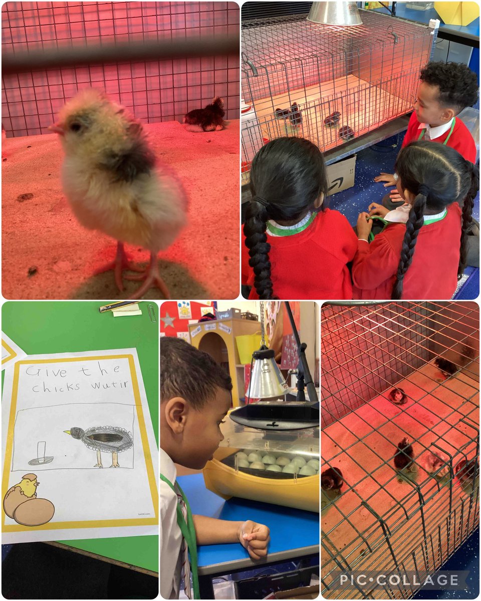 StThomasCofEAcademy tweet media