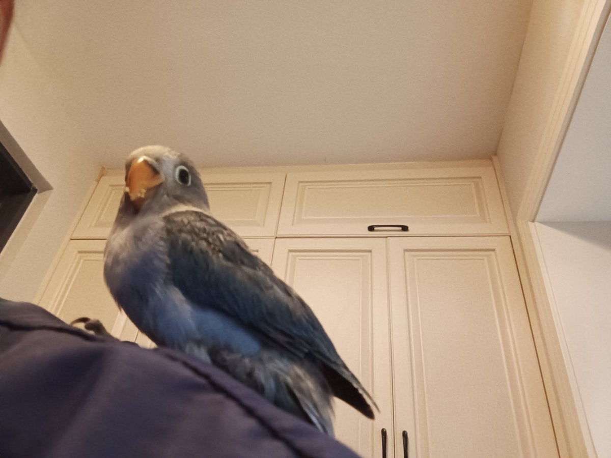 xixirn8's tweet photo. My pet！💕💕
因为太萌啦 于是发出来 https://t.co/kF55PX2OFO