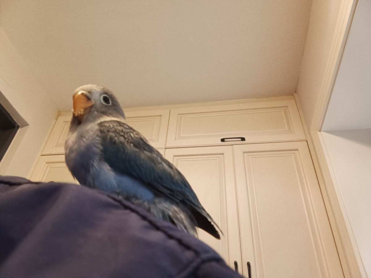 xixirn8's tweet photo. My pet！💕💕
因为太萌啦 于是发出来 https://t.co/kF55PX2OFO