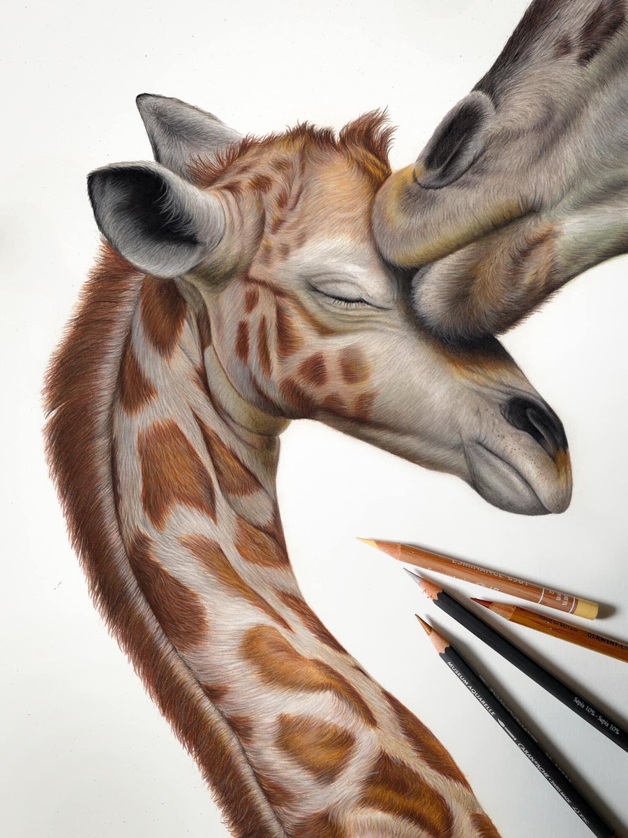 “Unconditional”
12x16” Coloured Pencil
*Sold*

#wildlifeartist #animalover #wildlifeart #wildlifeaddicts #africanwildlife #animalartist #animaldrawing #colouredpencilart #coloredpencilart