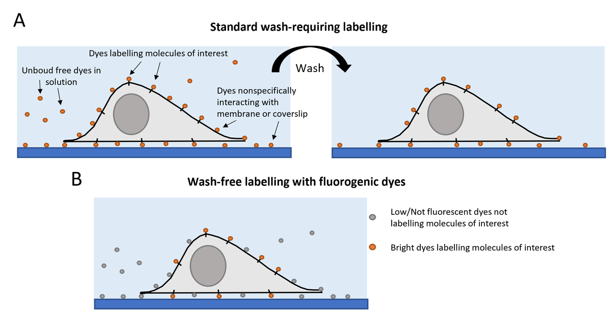 NanoLab_sns's tweet image. #Fluorescentdyes can show significant levels of nonspecific interactions.
Have you ever considered #fluorogenic dyes?
Fluorescent only when labeling the molecule of interest.
Discover more: mdpi.com/1422-0067/23/2…