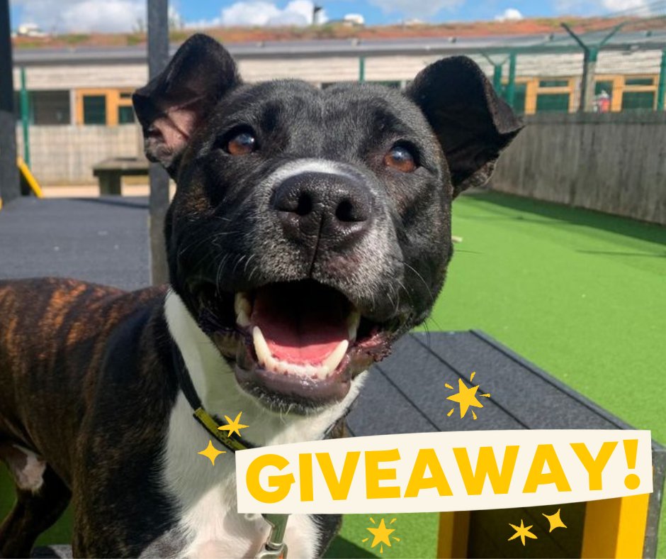 Dogs Trust 💛🐶 tweet media
