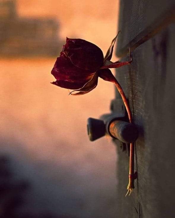 ahvesair's tweet photo. “𝑽𝒂𝒌𝒕𝒊𝒏𝒅𝒆 𝒚𝒂𝒈̆𝒎𝒂𝒚𝒂𝒏 𝒚𝒂𝒈̆𝒎𝒖𝒓 ,𝒌𝒖𝒓𝒖𝒎𝒖𝒔̧ 𝒄̧𝒊𝒄̧𝒆𝒈̆𝒊 𝒚𝒆𝒔̧𝒆𝒓𝒕𝒎𝒆𝒛” https://t.co/x8Yvpcmcj1