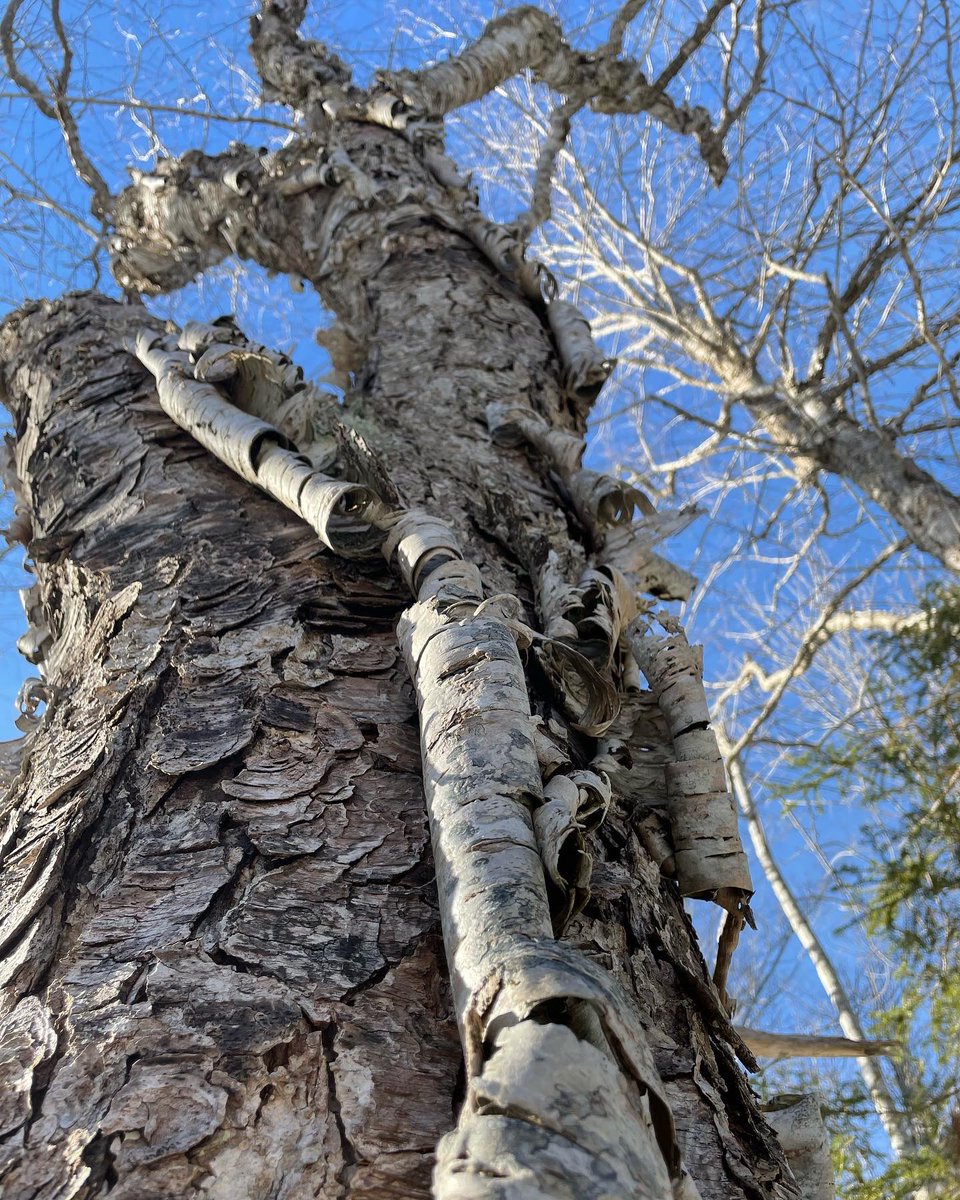 ..
..
glimpses
on curls of yellow birch
of joy
..
..
#haiku #march