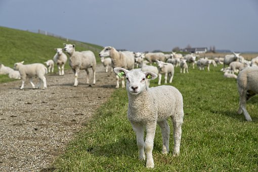 AWP_NL's tweet photo. Uiteraard zorgt het waterschap voor haar kerntaken, maar onze eigendommen kunnen ook breder ingezet worden. Denk aan wandelen over de schouwpaden, toegankelijke hekken op dijken, bloemrijk mengsel op dijken, enzovoort.

#StemAWP https://t.co/jO9rCZF1fX