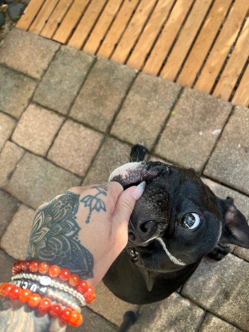 🖤 Got it!! #TripP #ForeverTeasingHim #FrenchBulldog https://t.co/dQPI3tln6Y<a href="/tag/tripp"class="tags">#TripP</a><a href="/tag/foreverteasinghim"class="tags">#ForeverTeasingHim</a><a href="/tag/frenchbulldog"class="tags">#FrenchBulldog</a>
