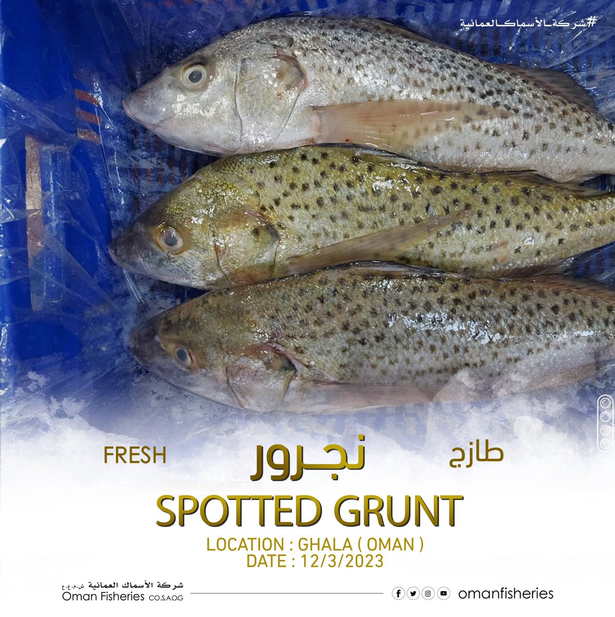 Oman Fisheries Co on Twitter:
