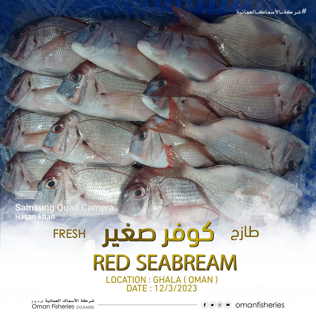 Oman Fisheries Co on Twitter:
