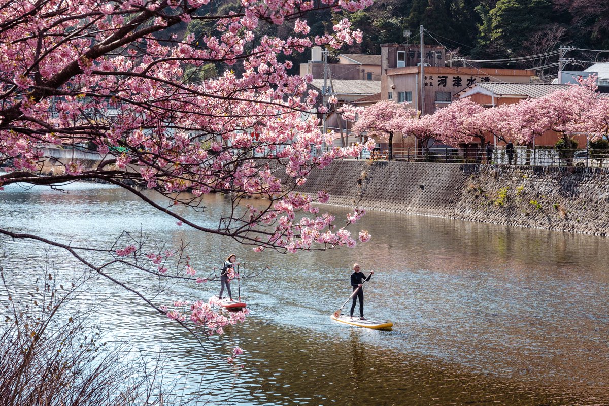 Ichiban_Japan's tweet photo. La magie des cerisiers de Kawazu, sur la péninsule d'Izu 🌸 https://t.co/jwIJxPZ2NP