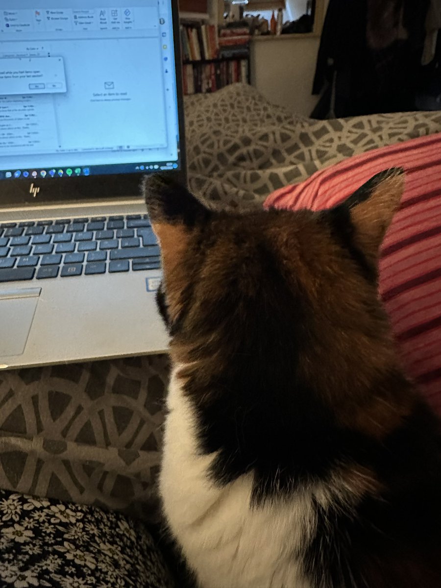 HobeckBooks's tweet photo. Feeling a bit rough so decided to do a bit of work in bed. Look who’s joined me #CatsofTwittter https://t.co/AWX7aL2ipA