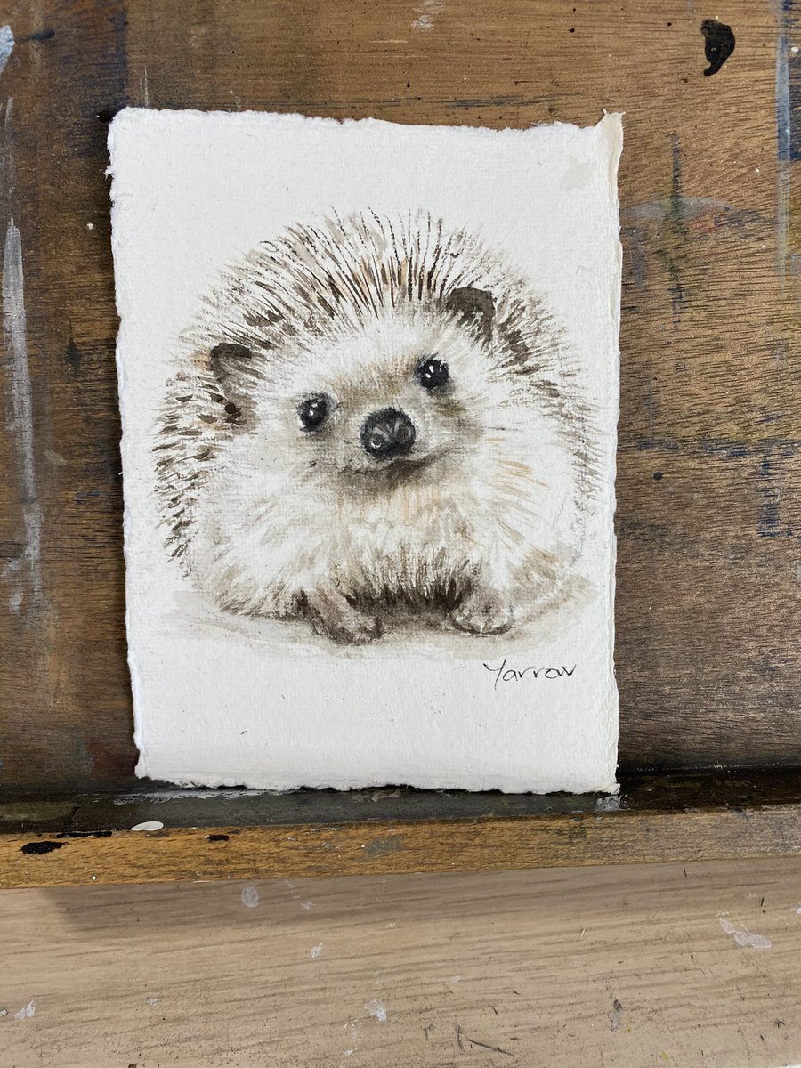 First #hedgehog for a while! Ready for #Spring #fair at #standrewsbotanicgardens #art #watercolour #painting #nature #wildlife #scottishartist #UKCraftHour #handmade #originalart #UrbanMarketDundee #artforsale #MHHSBD