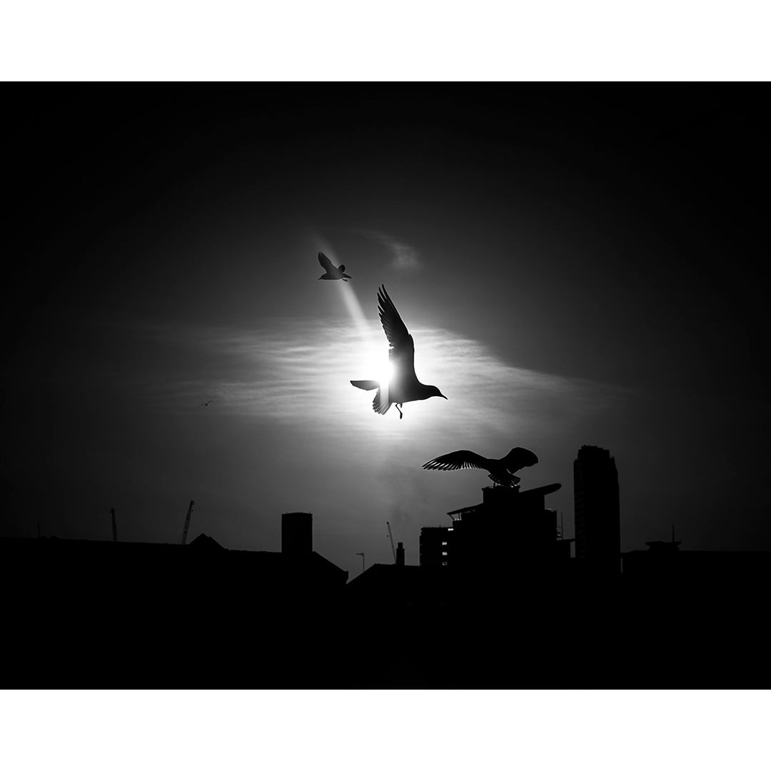 FVerolino's tweet photo. Gabbiani
.
.
#SPA_ARTISTS #SPiCollective #streetphoto_bnw #ig_street #streetphotography #streetphotographers #isleofdogs 
#capturestreets #bnw_photography #ig_streetphotography #lensculture #streets_storytelling
#bnwlife #streetphoto_bw #bnw_greatshots #monochromephoto #life_is_s https://t.co/rM2bPcW8Rv