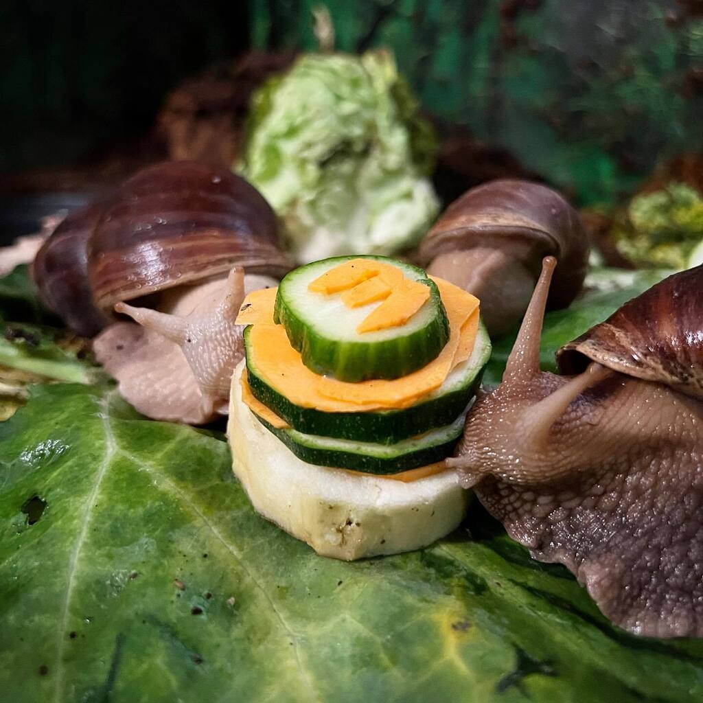 #throwback to the cuties 3rd birthday. Now Doughnut is thr obly one of the original four that’s left 🥲
⠀⠀⠀⠀⠀⠀⠀⠀⠀
#snails #snailsofinstagram #achatina #achatinafulica #lissachatina #lissachatinafulica #achatinasnail #latergram
