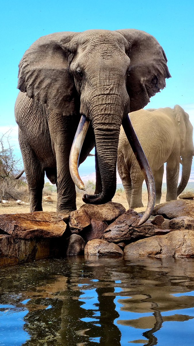 sequi_simon's tweet photo. Elephants appear to mourn when they lose one of their own, the glands behind their eyes stream temporine when they are experiencing elevated levels of emotion. Like us elephants have strong social bonds and they too feel the grief of their friends. https://t.co/IKNSJAHQBb