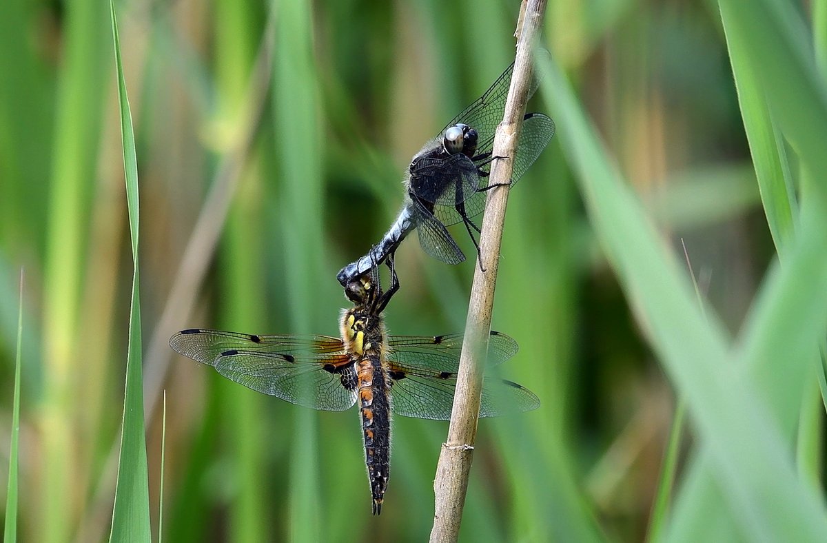 HeijdenJozef's tweet photo. Dag 12 #libellente vandaag de #BruineKorenbout #Bruine_Korenbout - @KatsmanJan
Foto's 2021 > #Groote_Beerze #Netersel
@BoswachterFrans @Brab_Landschap @waarneming @vlinderNL @wddommel https://t.co/36F6aQwPJk