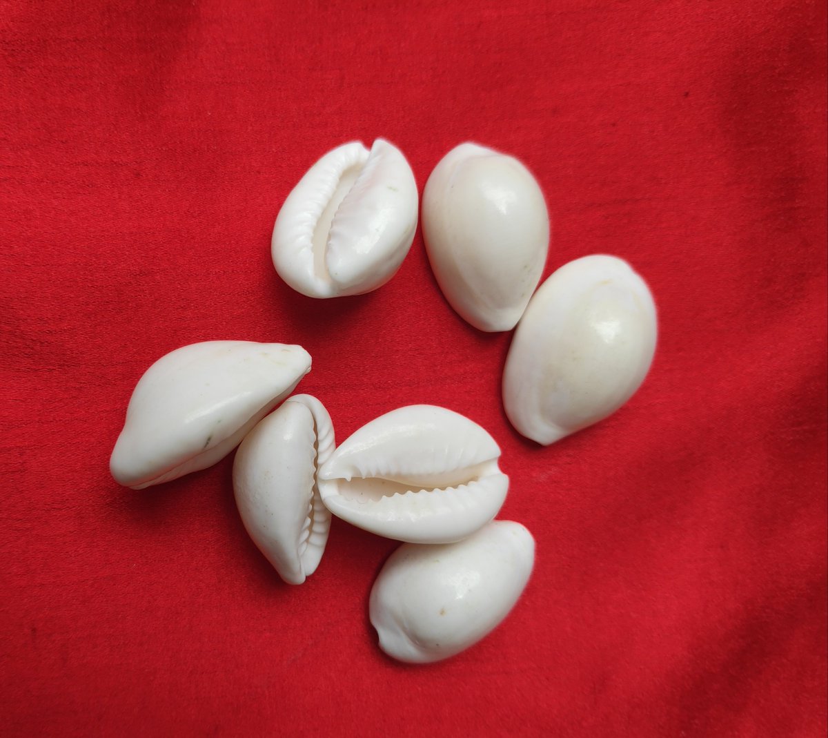 shellwala's tweet photo. Cowries bring wealth and prosperity. The attractive look and the feel of the cowries is one of the main reasons to  use them as jewellery and as a decorative product.

https://t.co/h56WftzUv4

#puja #yoga #peace #wealth #prosperity #jewellery #ceremonial #vedic #divinity https://t.co/AJ7yuXPh5x