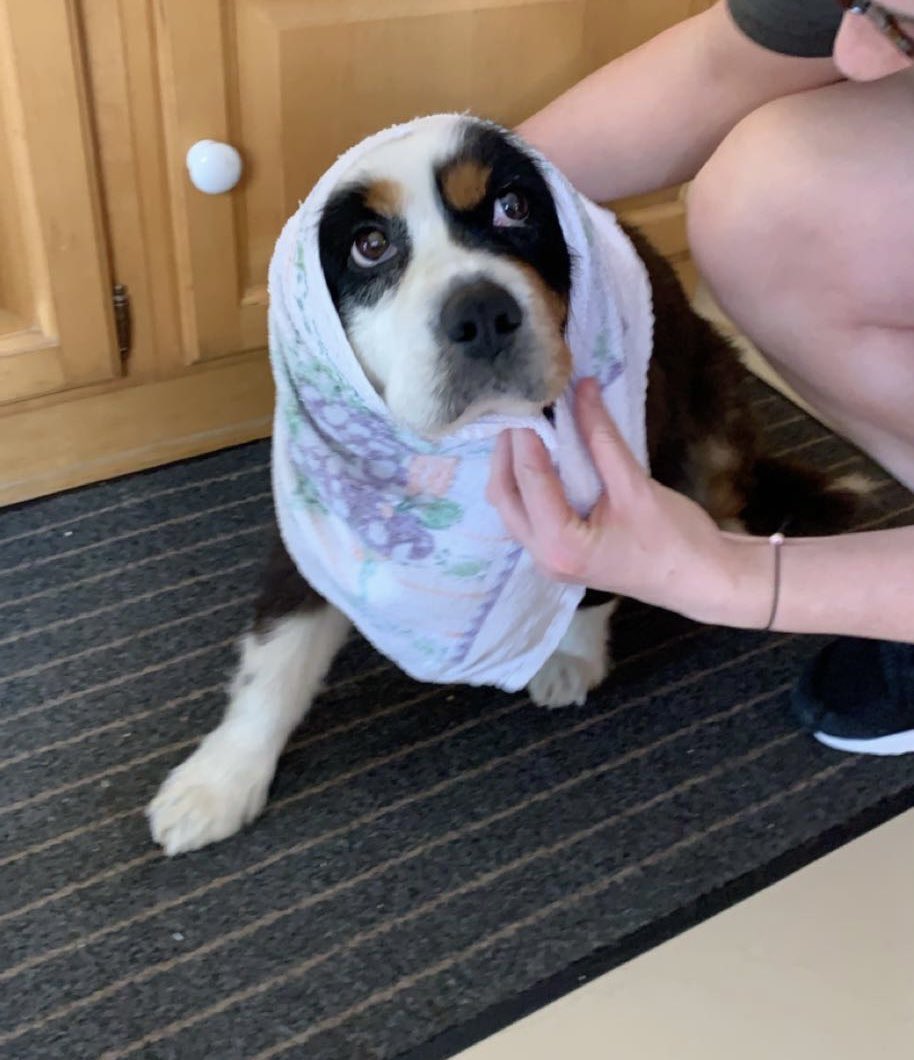 ainenifh's tweet photo. I developed an unhealthy obsession with dressing my dog as peig sayers and making ugly hedgehog cakes https://t.co/898xEPTS8o