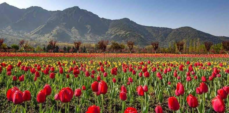 AshuMir6's tweet photo. Asia's Largest Tulip Garden Set To Welcome #Kashmir from March 19 ! 
#Kashmir 
#jaavokashmir https://t.co/P0pyGjg0CV