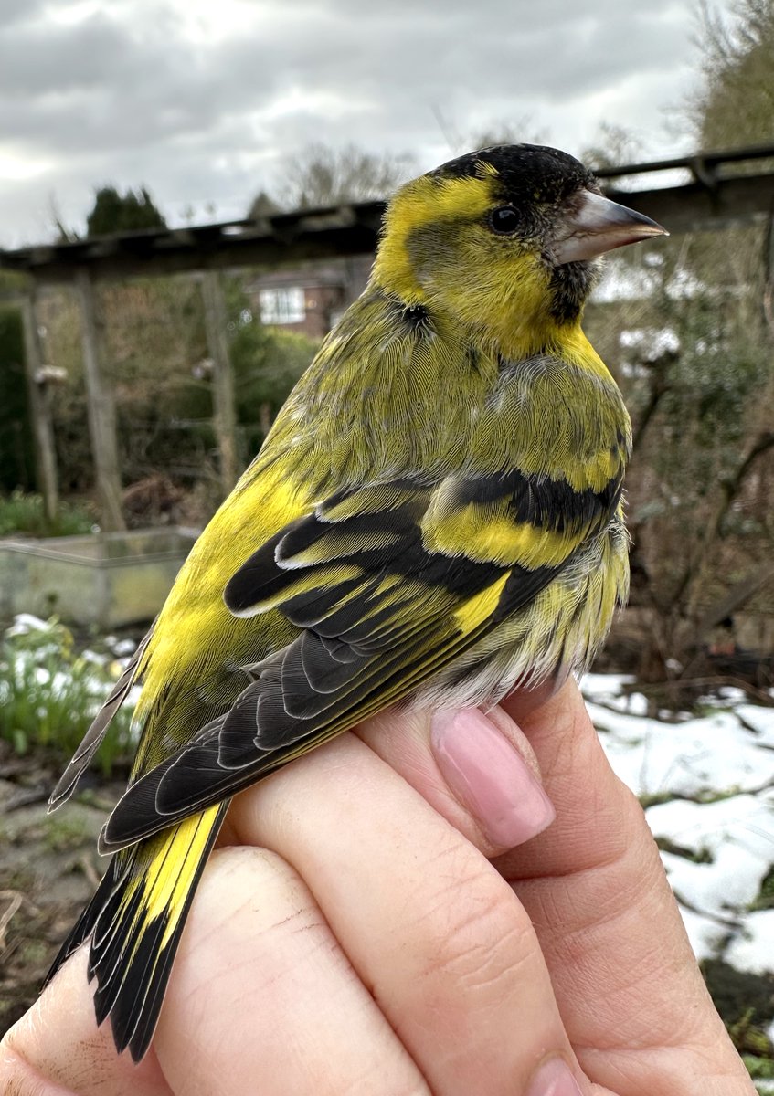 Ringed ten of these delightful little finches this morning in Whitwell village, Derbyshire, before the wind picked up.

One bird was already ringed (in Feb), a local movement from @CreswellCrags (3km) @JackBaddams #Siskin