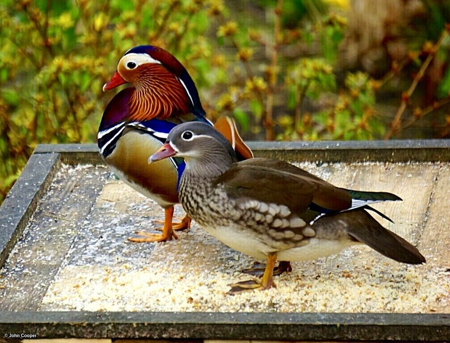 TheSuffolkMan's tweet photo. @DailyPicTheme2 #Unusual to see #MandarinDucks on a #birdtable @birdnames_en @BirdsByStiofan #BirdsSeenIn2023 https://t.co/GjRsFkvM5L