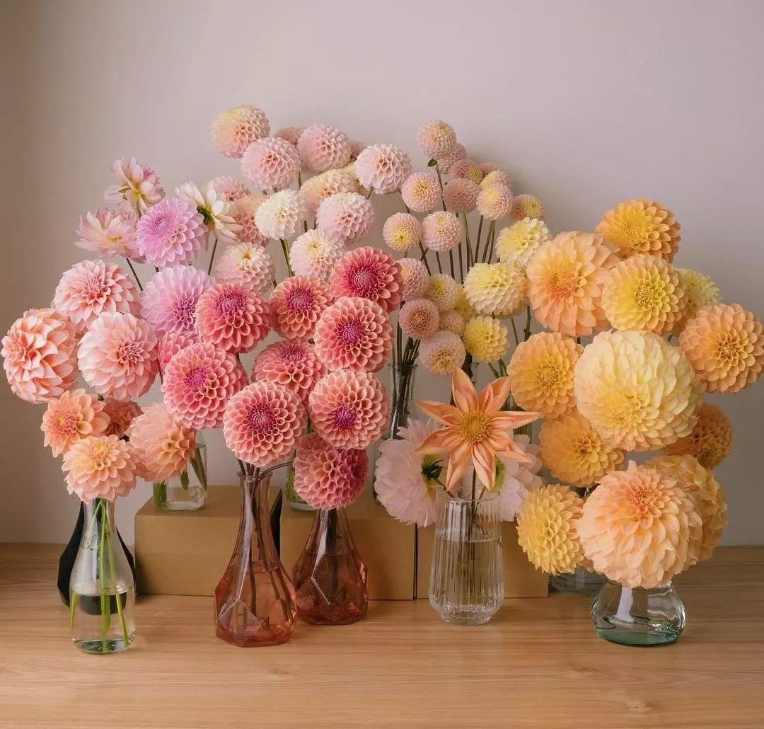 Colorful flowers 🌿