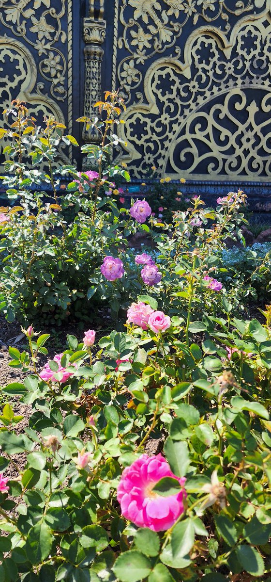 EverydayParks's tweet image. Rose Garden
Marshall County, West Virginia
5/5 stars (2 ratings)
#MarshallCounty #WestVirginia